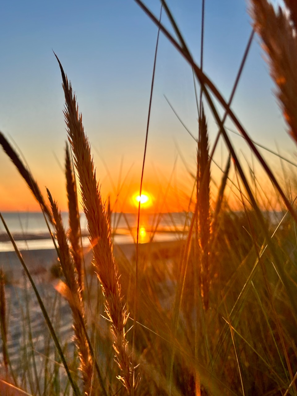 Gouden rietstengels bij zonsondergang met laagstaande zon boven de zee in de verte.